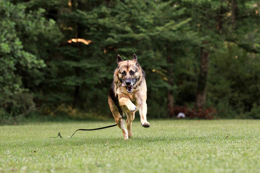Enlarge Layyah, a Adoptable German Shepherd Dog in Dacula, GA image 1/6