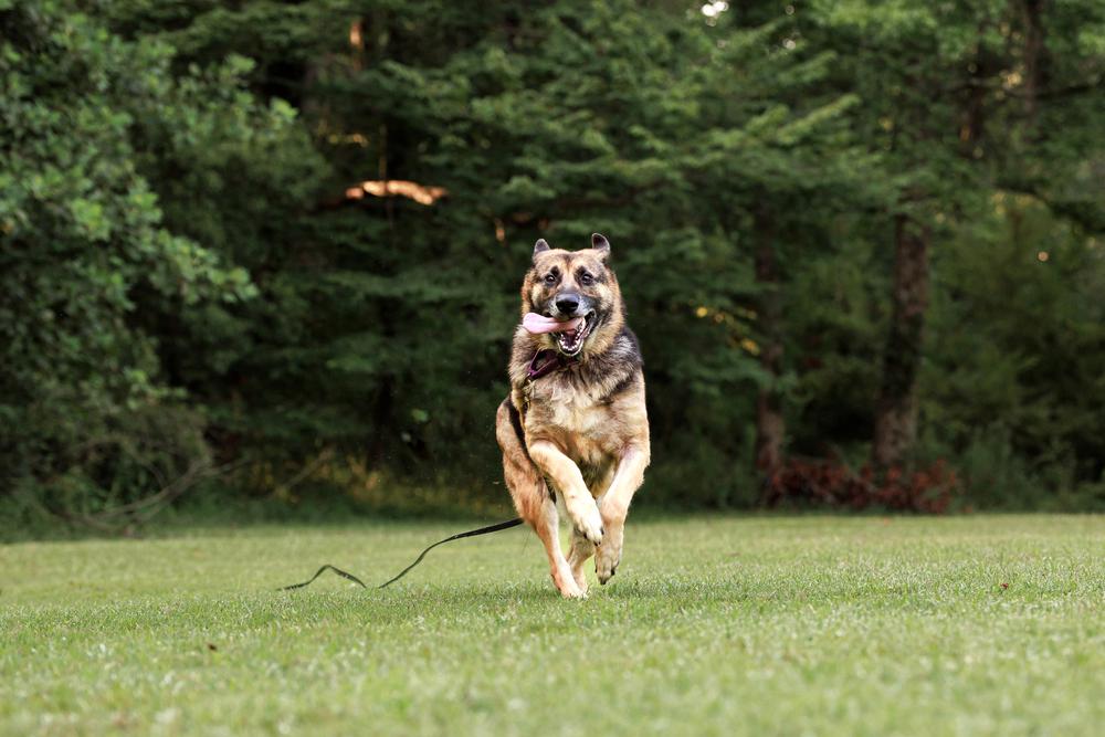 Enlarge Layyah, a Adoptable German Shepherd Dog in Dacula, GA image 2/6