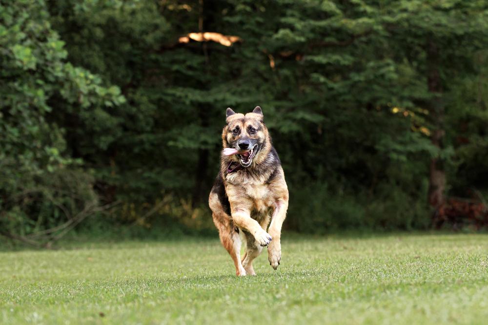 Enlarge Layyah, a Adoptable German Shepherd Dog in Dacula, GA image 3/6