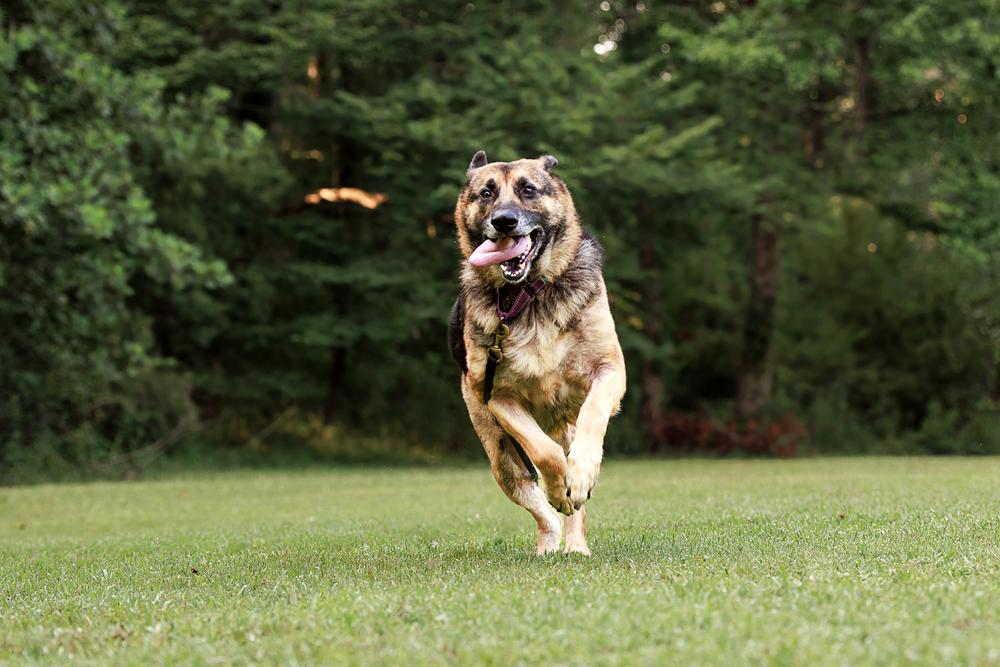 Enlarge Layyah, a Adoptable German Shepherd Dog in Dacula, GA image 4/6