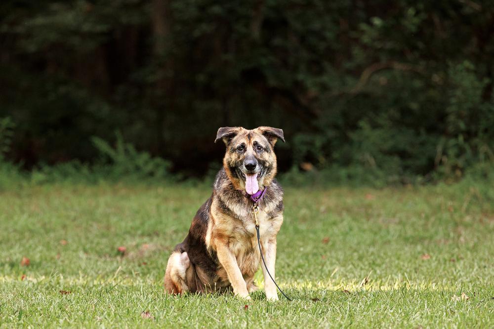 Enlarge Layyah, a Adoptable German Shepherd Dog in Dacula, GA image 5/6