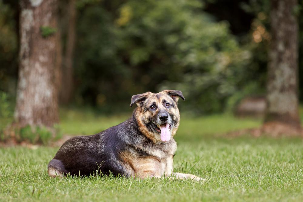 Enlarge Layyah, a Adoptable German Shepherd Dog in Dacula, GA image 6/6