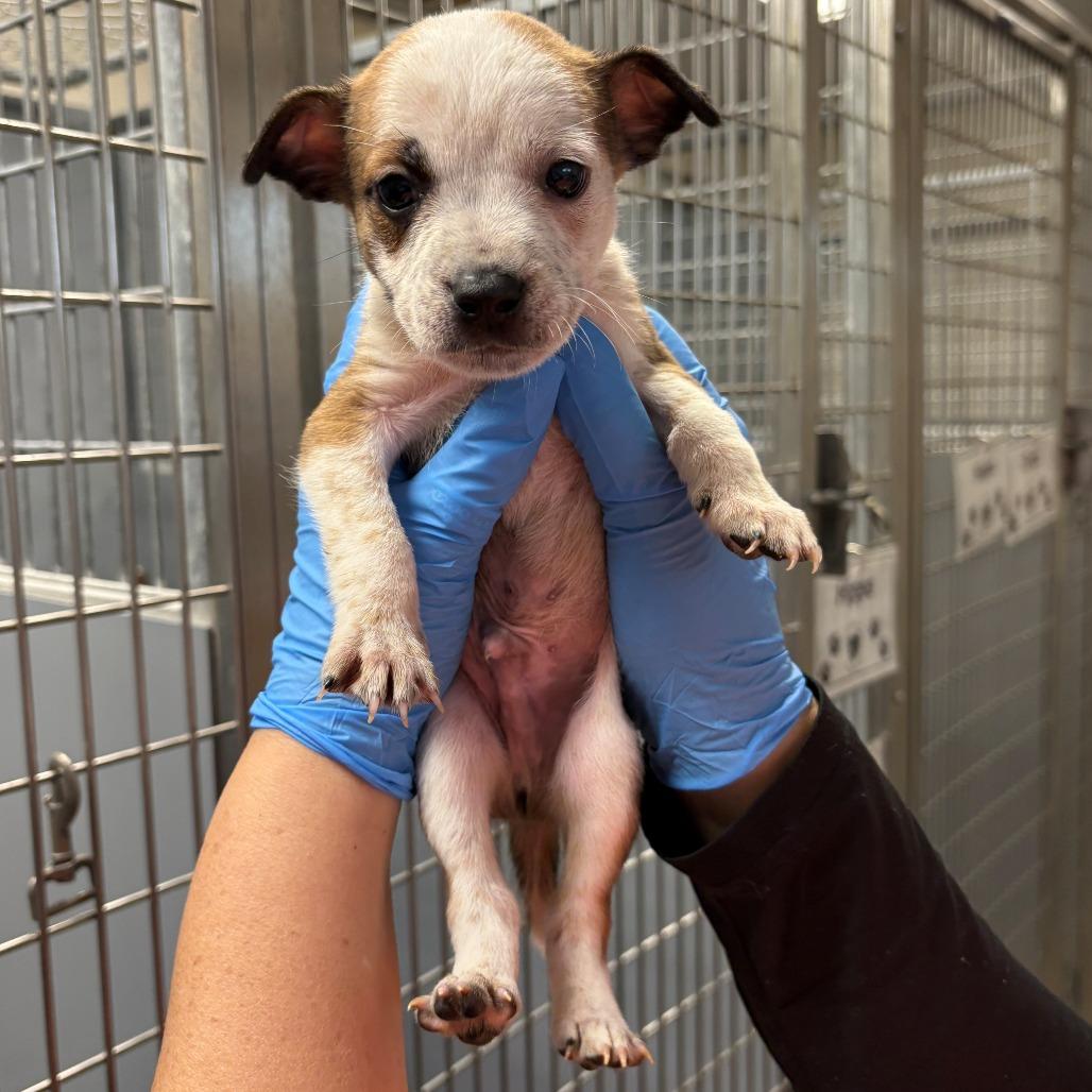 Mammoth, Adoptable, Puppy Male Mixed Breed.