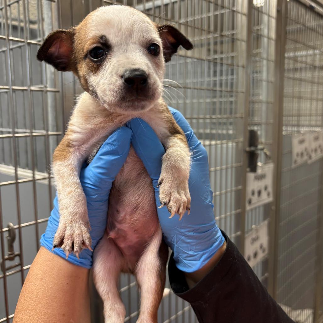 Mammoth, a Adoptable Mixed Breed in East Hanover, NJ image 2/2