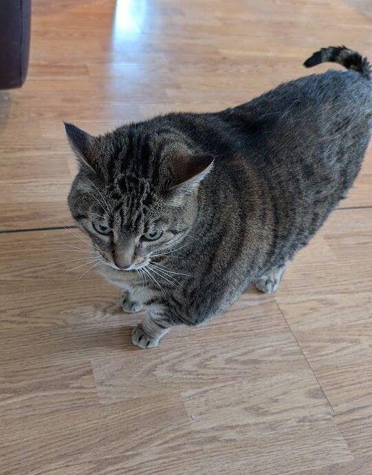 Greta, a Adoptable Domestic Short Hair in Adrian, MI image 1/6