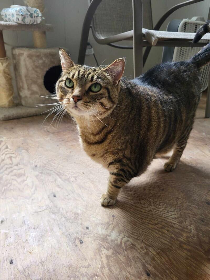 Greta, a Adoptable Domestic Short Hair in Adrian, MI image 3/6