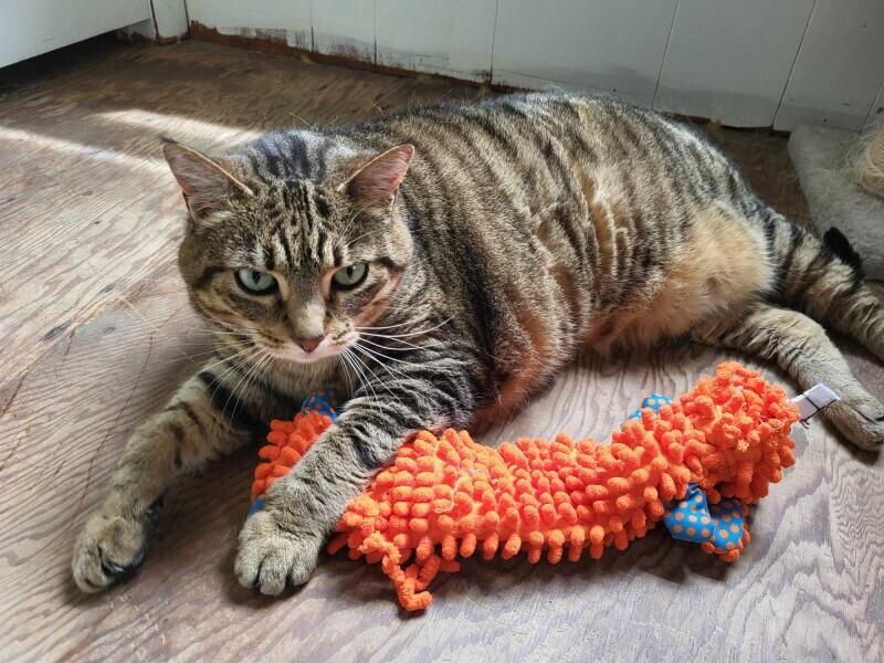 Greta, a Adoptable Domestic Short Hair in Adrian, MI image 4/6