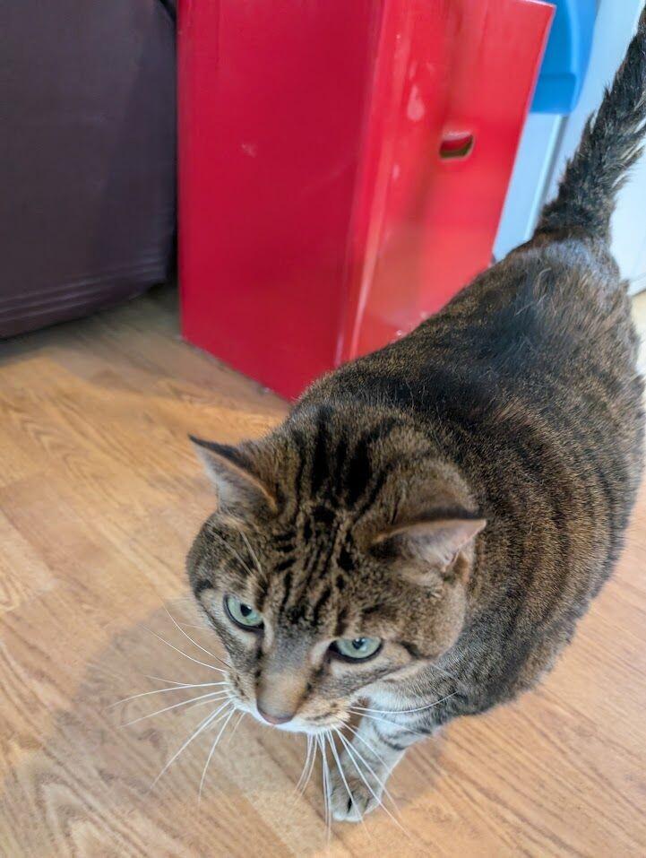 Greta, a Adoptable Domestic Short Hair in Adrian, MI image 5/6