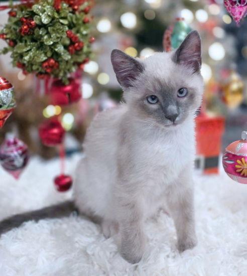 Chicken Nugget, Adopted, Kitten Male Snowshoe.