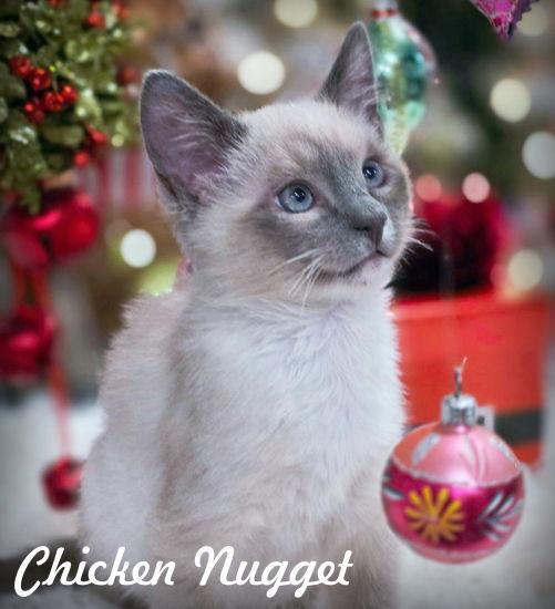 Chicken Nugget, a Adopted Snowshoe in Anaheim Hills, CA image 3/3