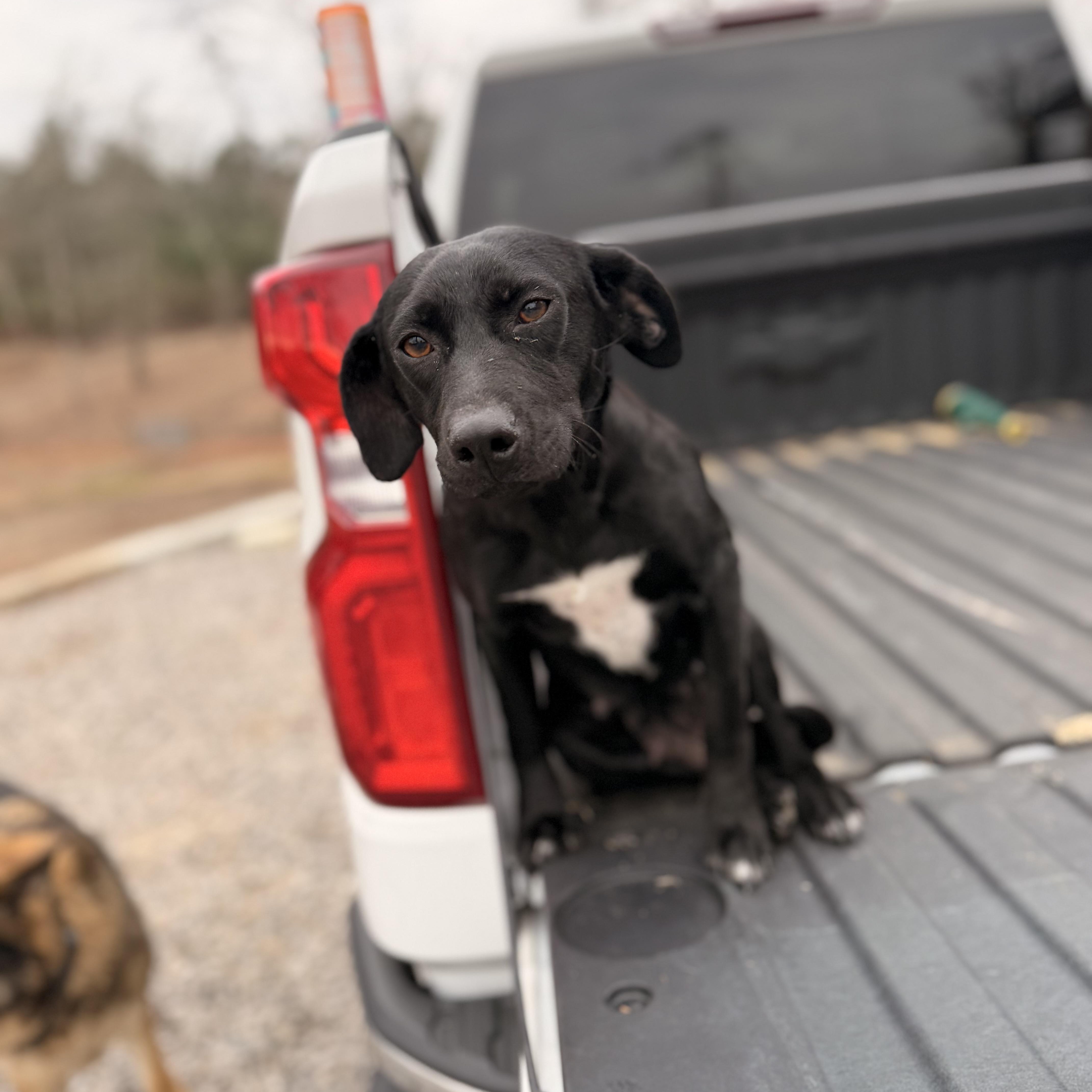 Enlarge Tootles, a hold mixed breed in Warrior, AL image 1/5