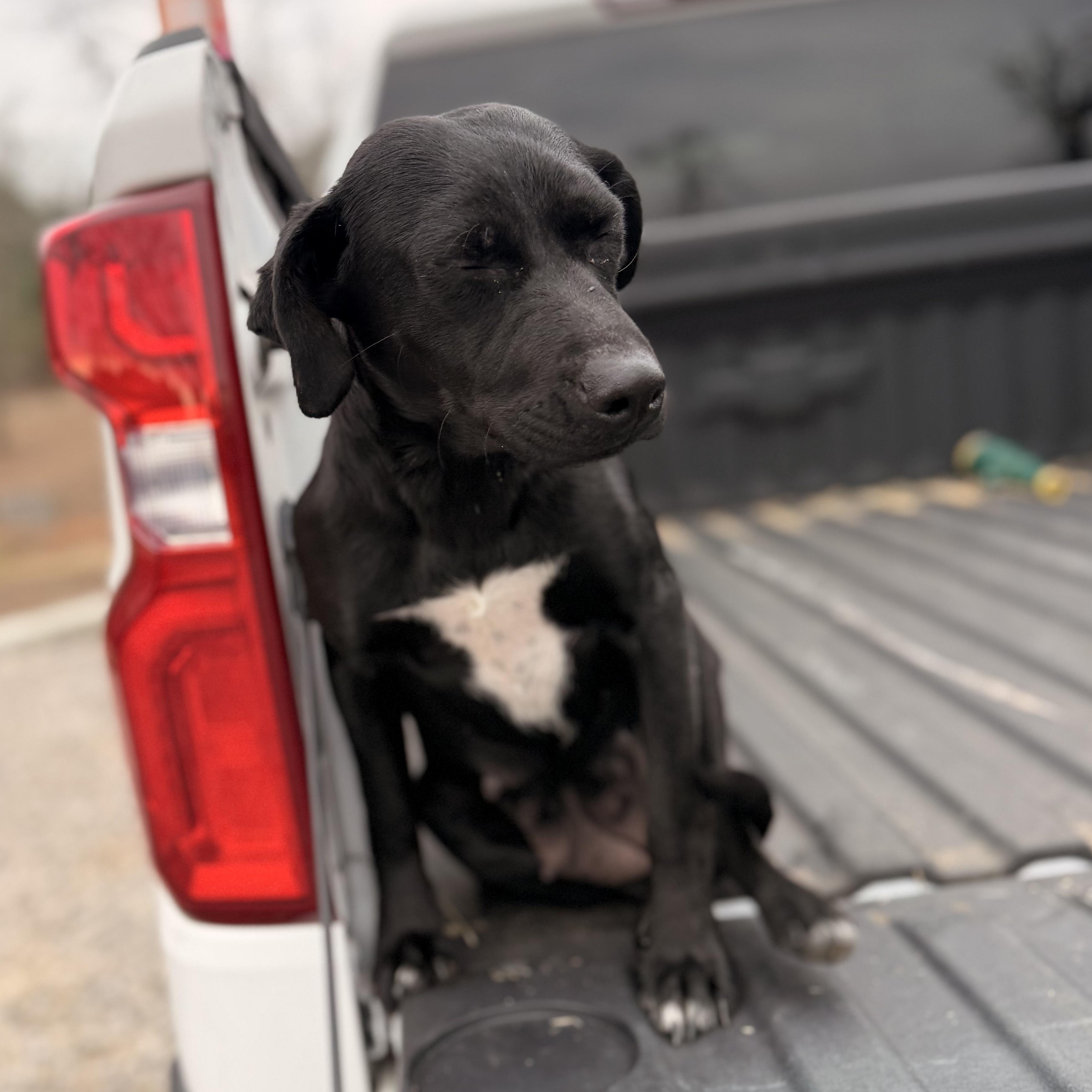 Enlarge Tootles, a hold mixed breed in Warrior, AL image 5/5