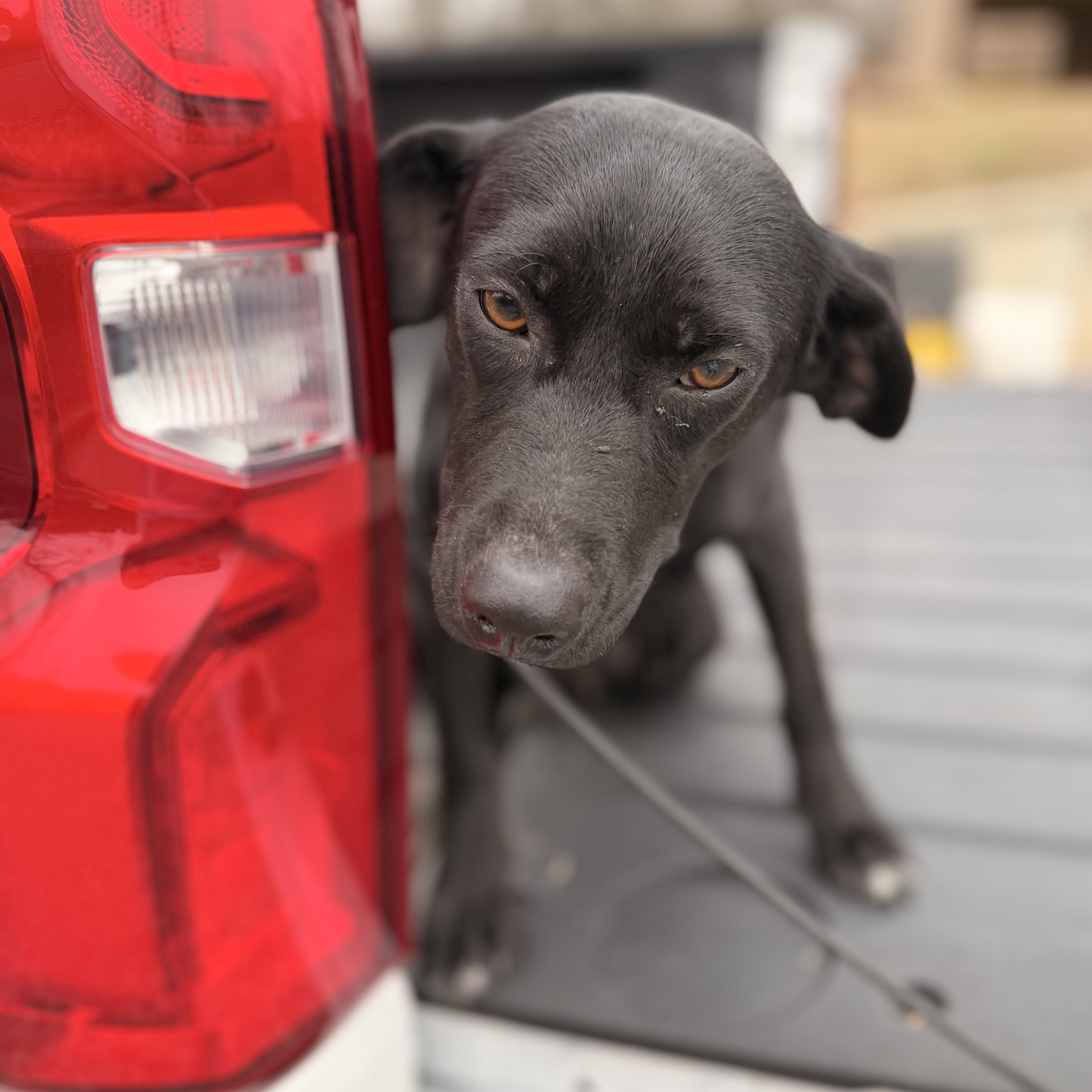 Enlarge Tootles, a hold mixed breed in Warrior, AL image 3/5