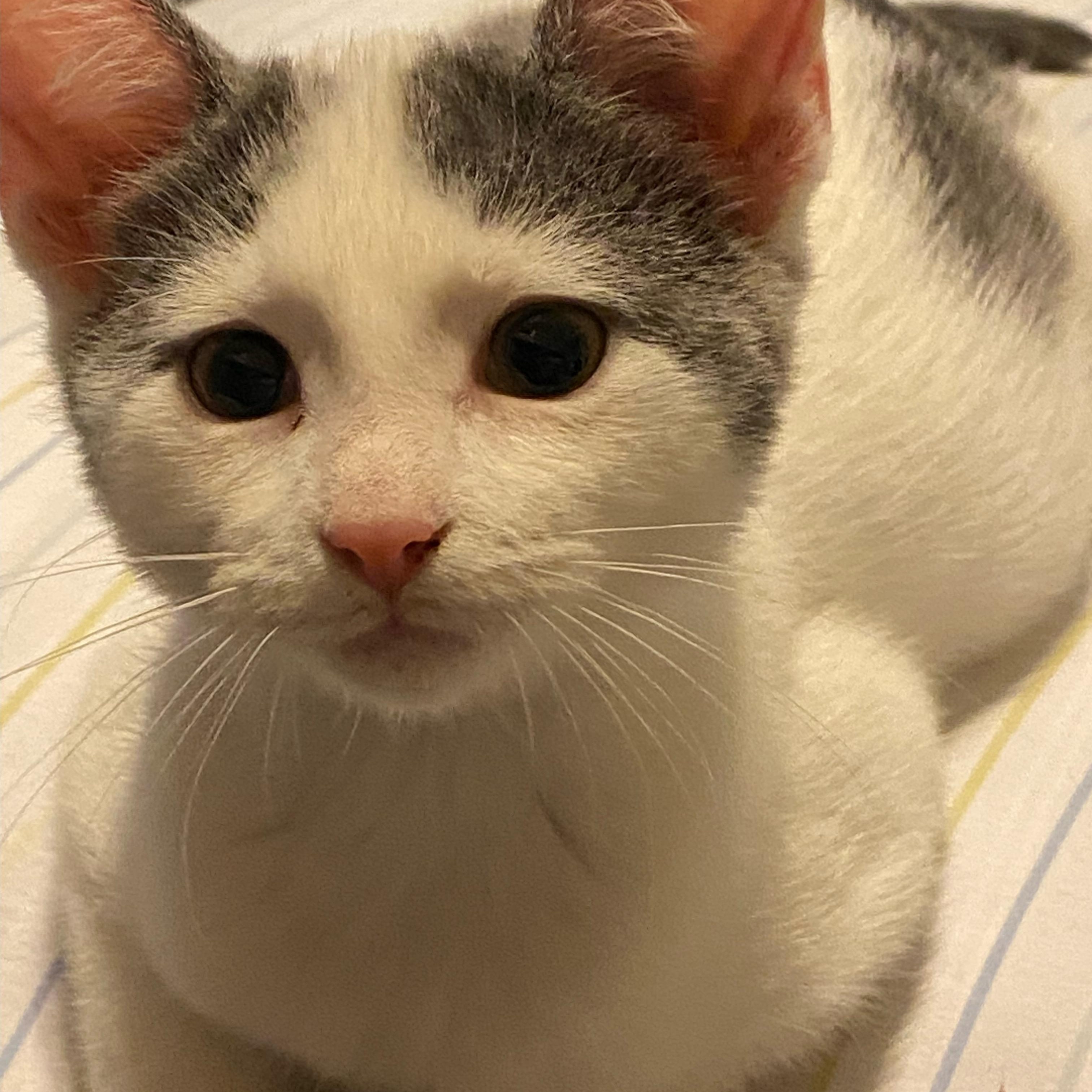 Enlarge Cupcake, a ADOPTABLE Domestic Short Hair in Lawrenceburg, IN image 3/5