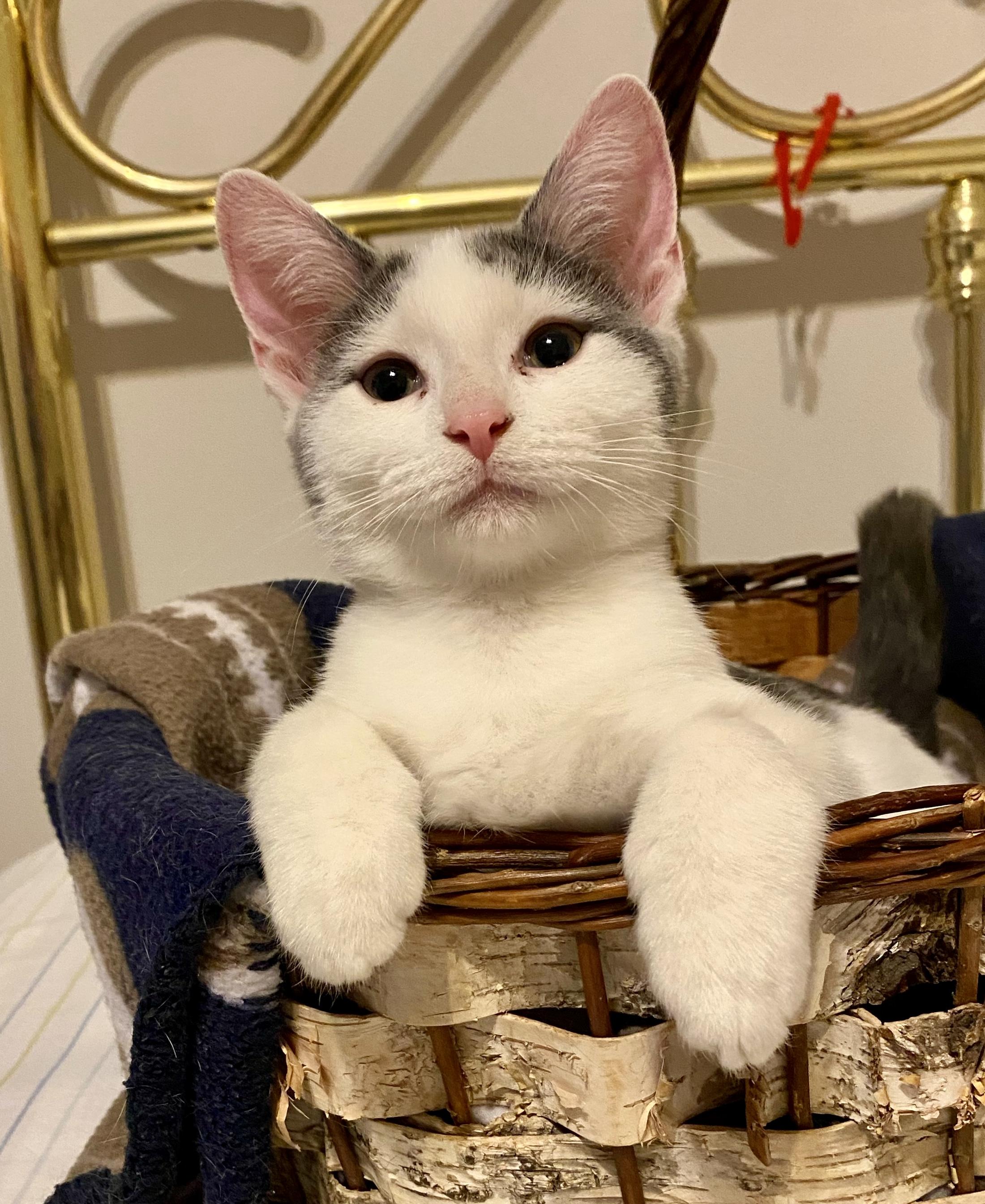 Cupcake, ADOPTABLE, Kitten Female Domestic Short Hair.