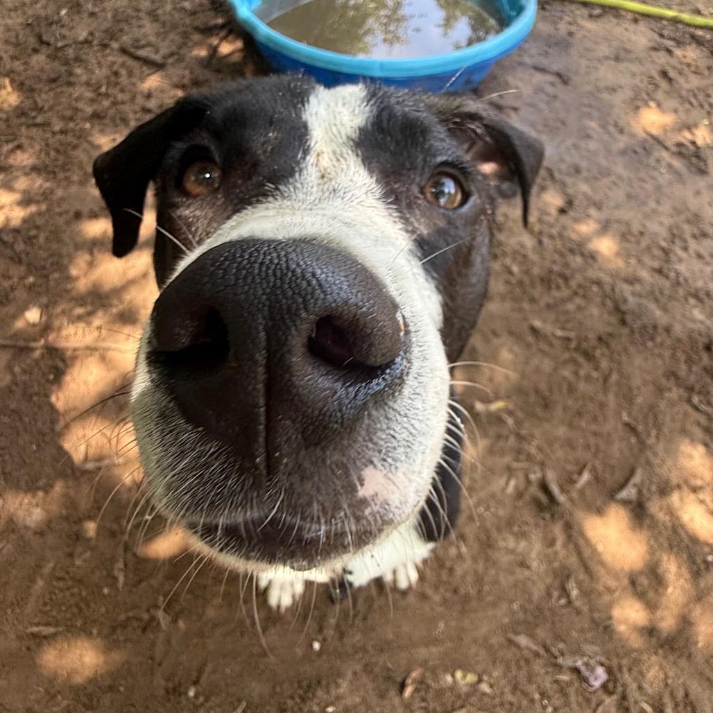 Enlarge Tootsie Pop, a Adoptable Mixed Breed in Pensacola, FL image 1/6