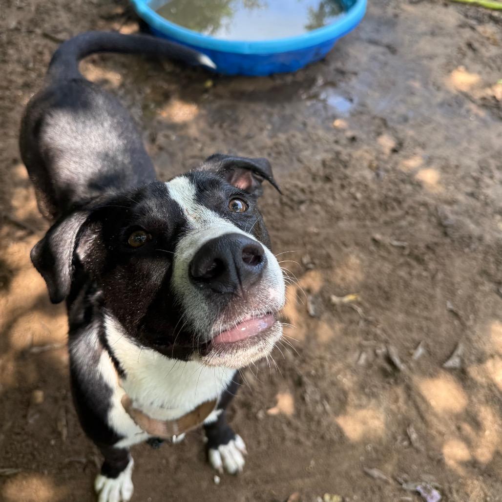 Enlarge Tootsie Pop, a Adoptable Mixed Breed in Pensacola, FL image 2/6