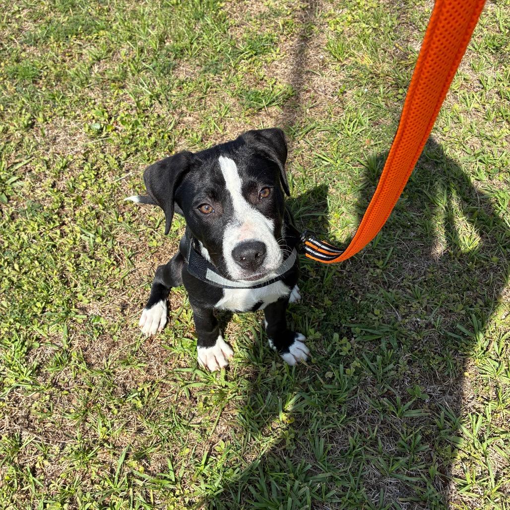 Tootsie Pop, Adoptable, Young Male Mixed Breed.