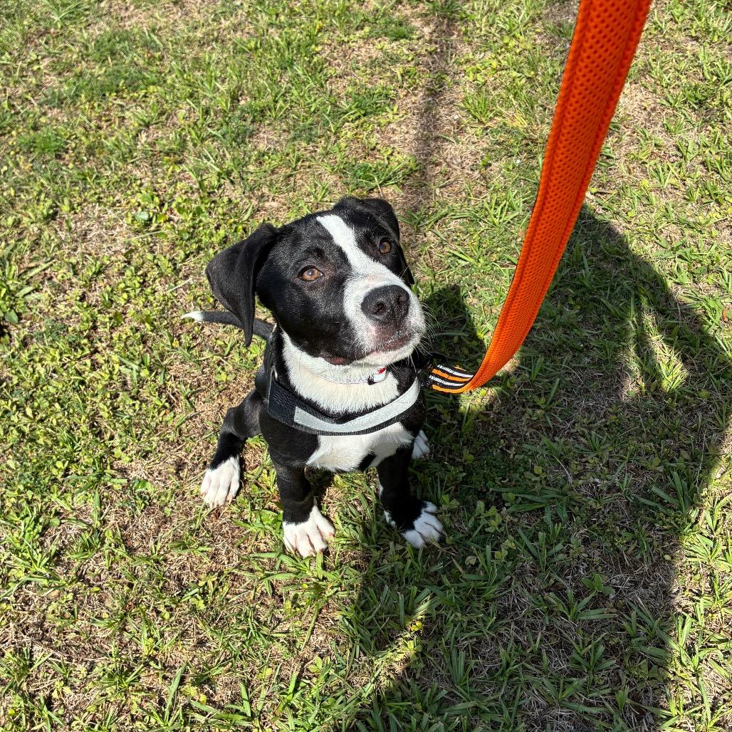 Tootsie Pop, a Adoptable Mixed Breed in Pensacola, FL image 2/6