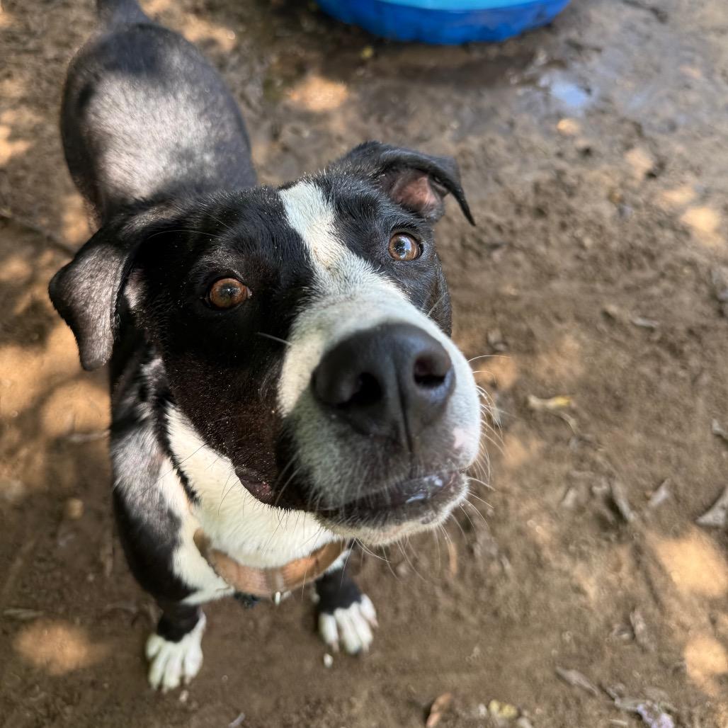 Tootsie Pop, a Adoptable Mixed Breed in Pensacola, FL image 3/6