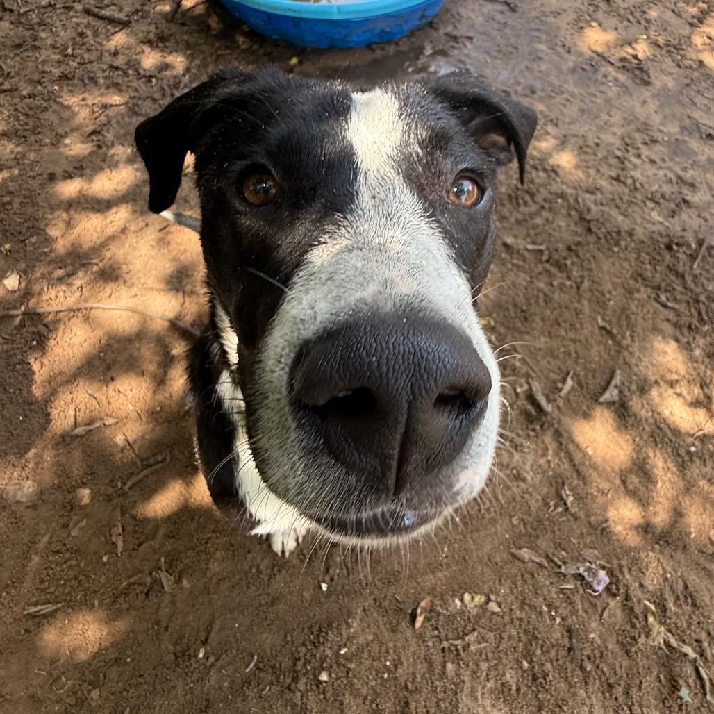 Enlarge Tootsie Pop, a Adoptable Mixed Breed in Pensacola, FL image 4/6