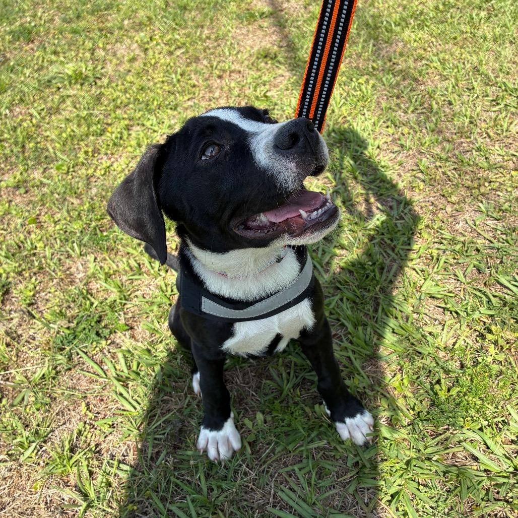 Tootsie Pop, a Adoptable Mixed Breed in Pensacola, FL image 4/6