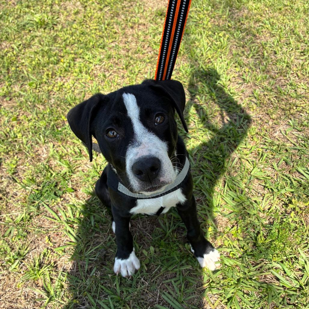Tootsie Pop, a Adoptable Mixed Breed in Pensacola, FL image 5/6
