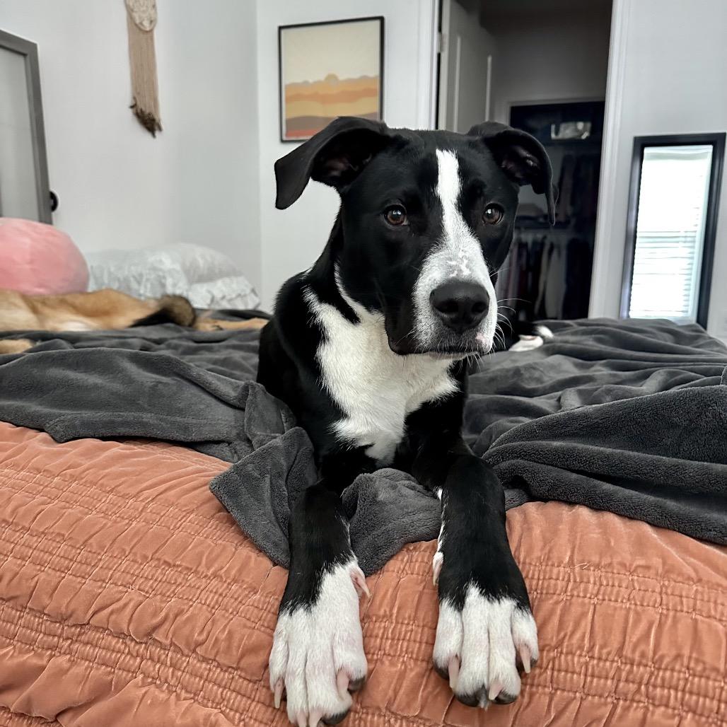 Enlarge Tootsie Pop, a Adoptable Mixed Breed in Pensacola, FL image 6/6