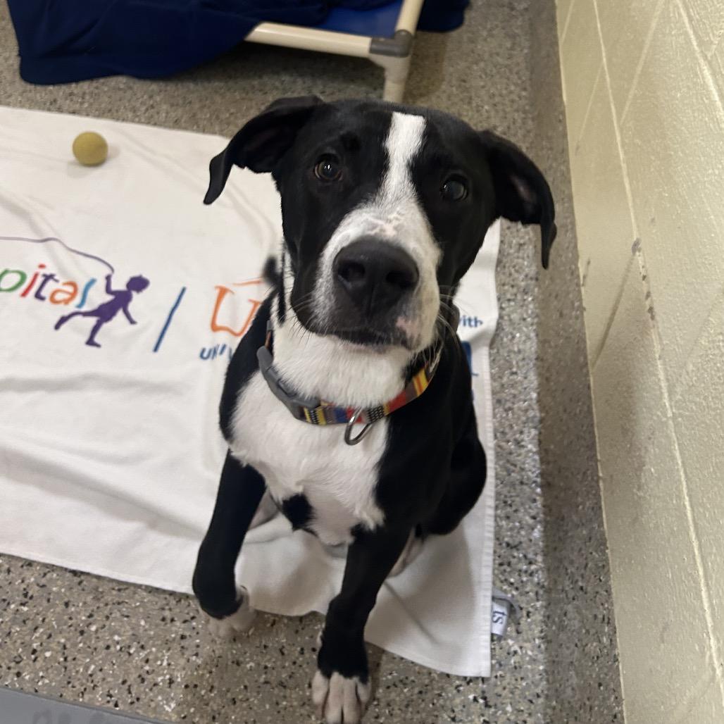 Tootsie Pop, a Adoptable Mixed Breed in Pensacola, FL image 6/6