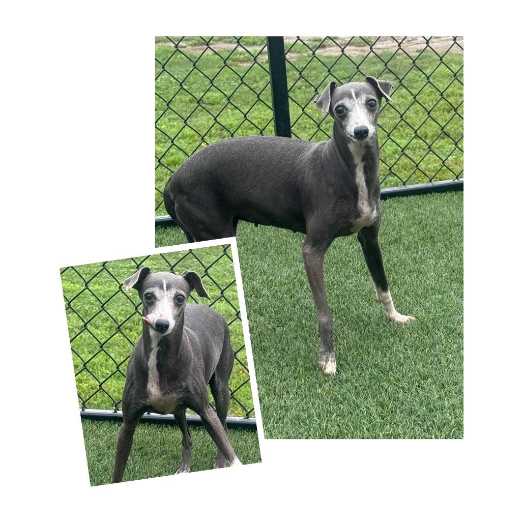 Little Zippy, ADOPTABLE, Adult Female Italian Greyhound.