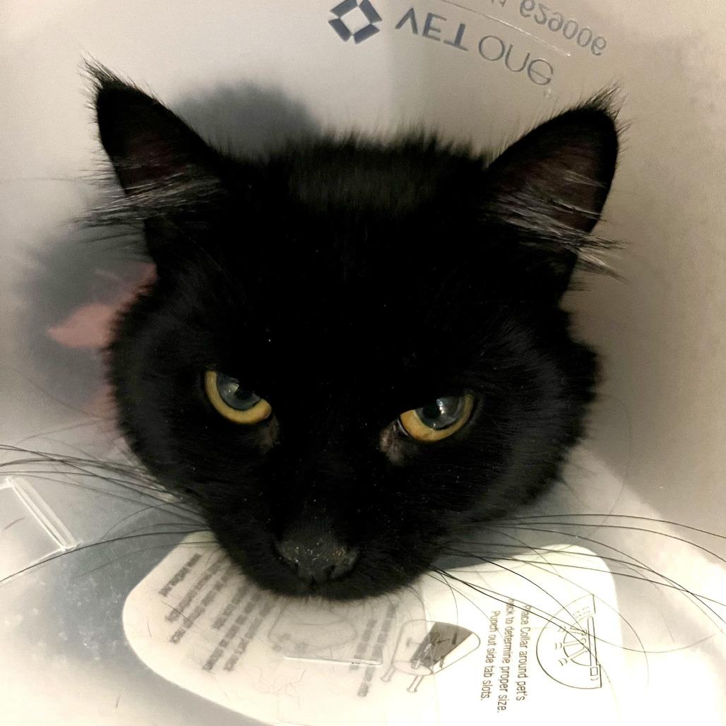 Splenda, a Adoptable Domestic Medium Hair in Tacoma, WA image 1/2