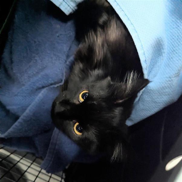 Splenda, a Adoptable Domestic Medium Hair in Tacoma, WA image 2/2