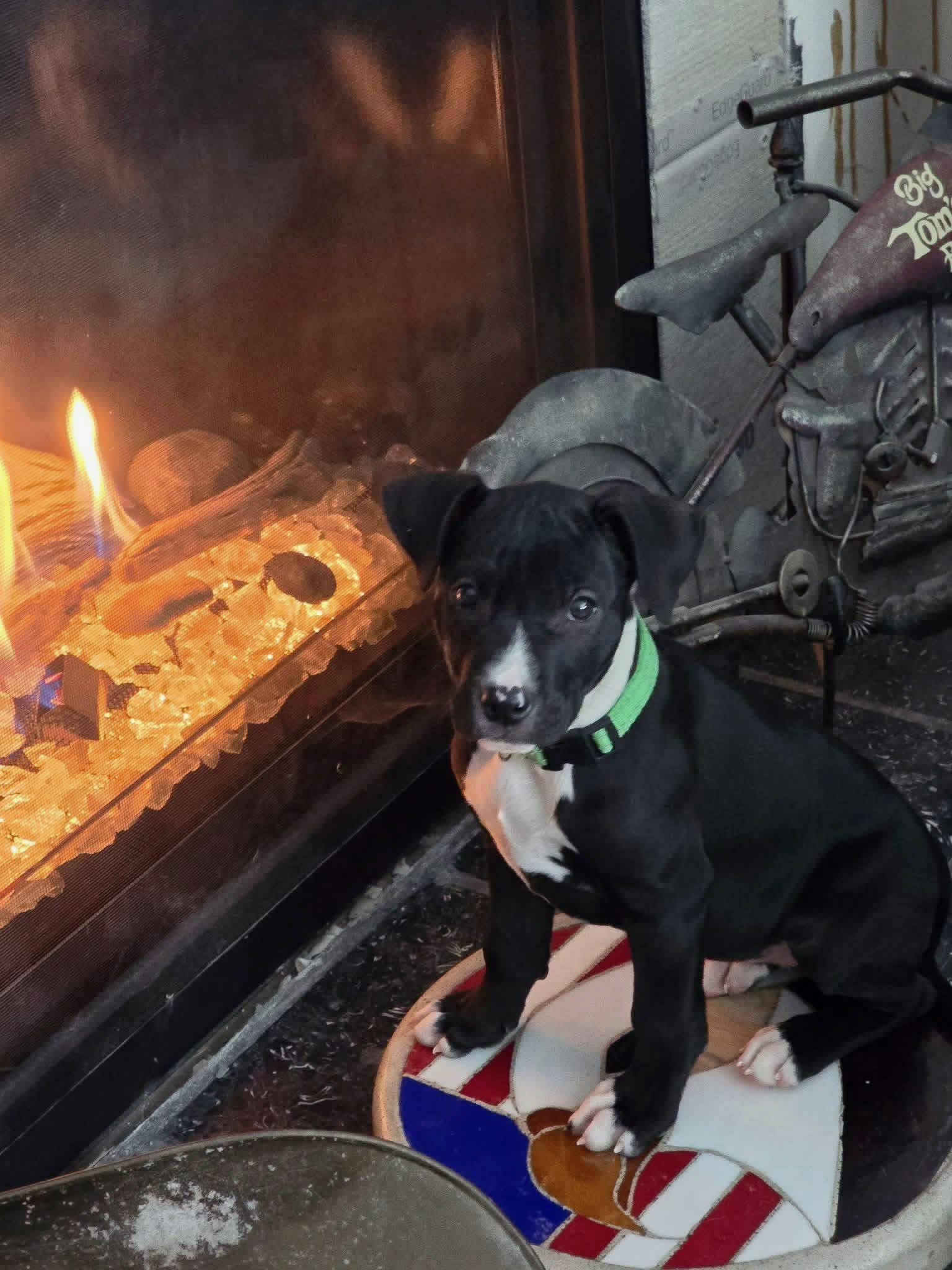 Enlarge Scout, a Adoptable mixed breed in Waterloo, IA image 1/1