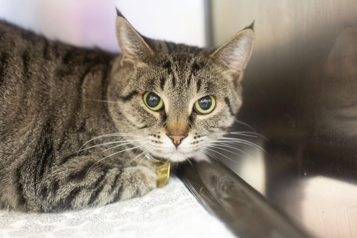 Enlarge Sugar, a Adoptable mixed breed in Mountain Home, AR image 1/1