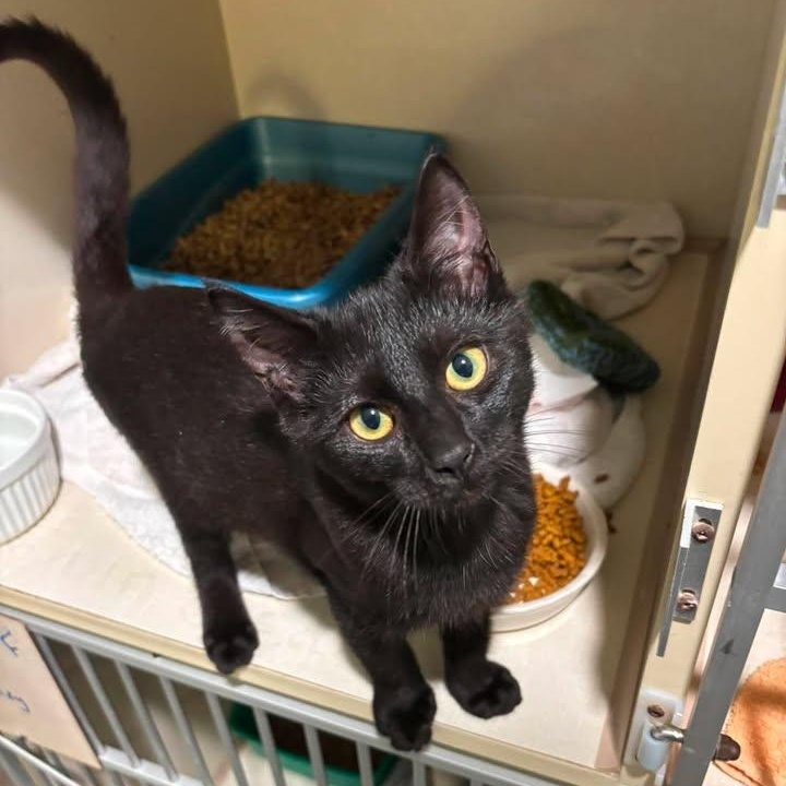 Solar Eclipse, adopted, Kitten Male Domestic Short Hair.