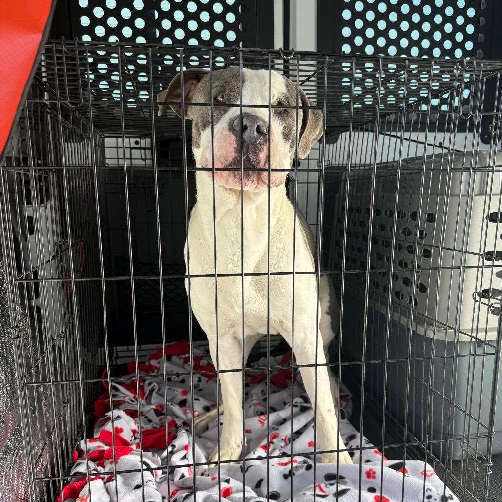 Enlarge 50 (2026) Anthony, a Adoptable Pit Bull Terrier in Parker, CO image 1/6