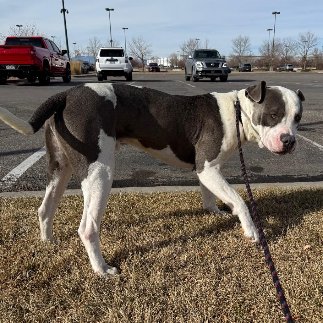 Enlarge 50 (2026) Anthony, a Adoptable Pit Bull Terrier in Parker, CO image 3/6