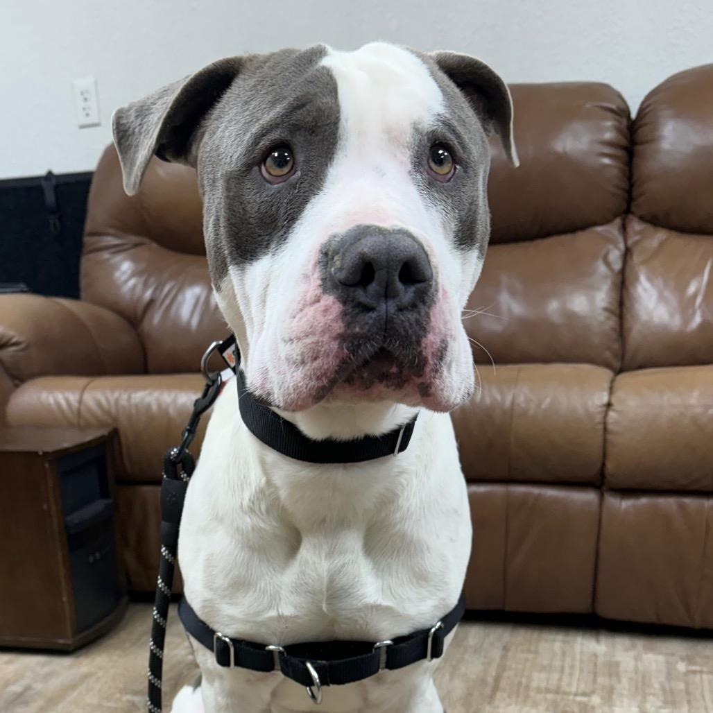 Enlarge 50 (2026) Anthony, a Adoptable Pit Bull Terrier in Parker, CO image 4/6