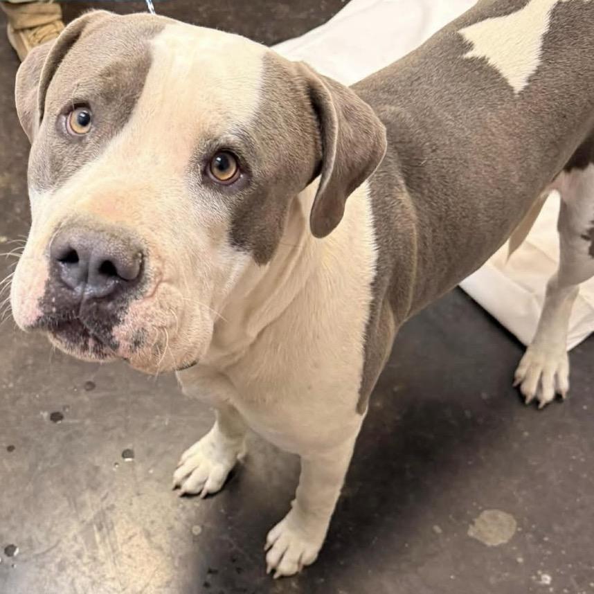 Enlarge 50 (2026) Anthony, a Adoptable Pit Bull Terrier in Parker, CO image 6/6