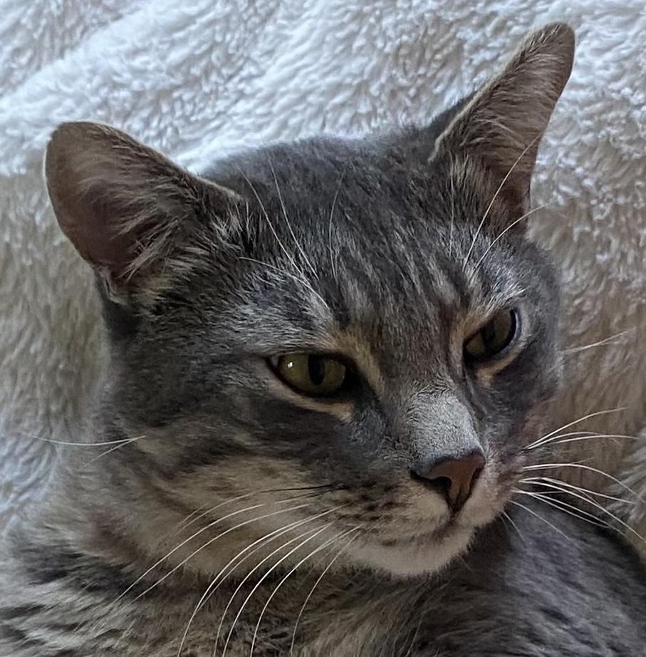 "OzziE~OttO" (=•́ܫ•̀=)ノ, Adoptable, Adult Male Tabby.