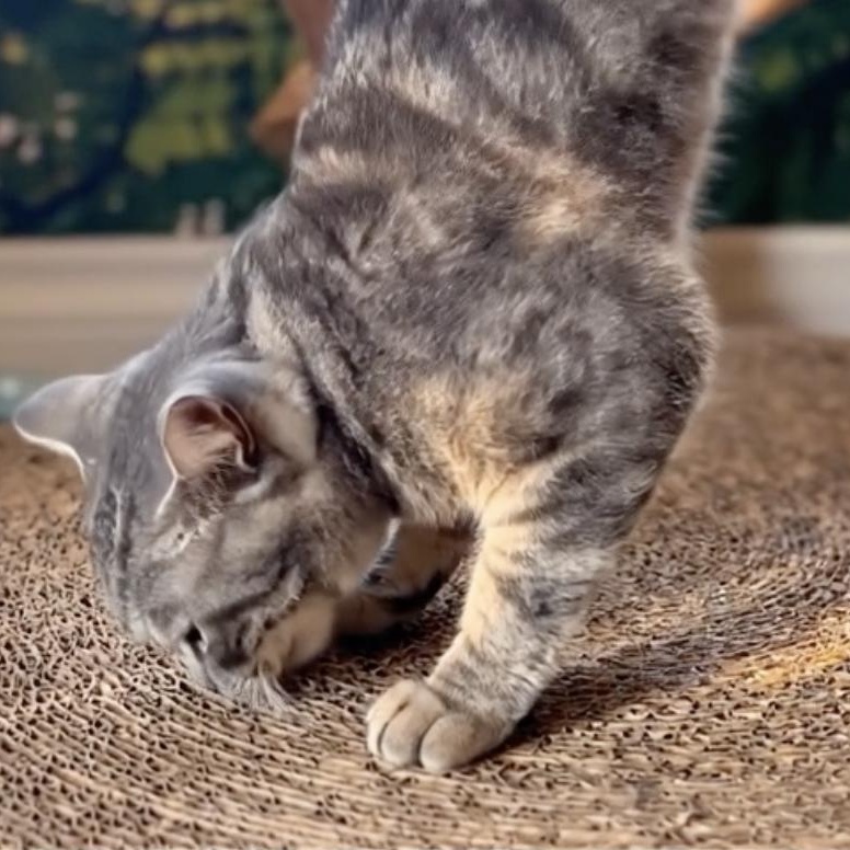 Ozzie, Adoptable, Adult Male Tabby.