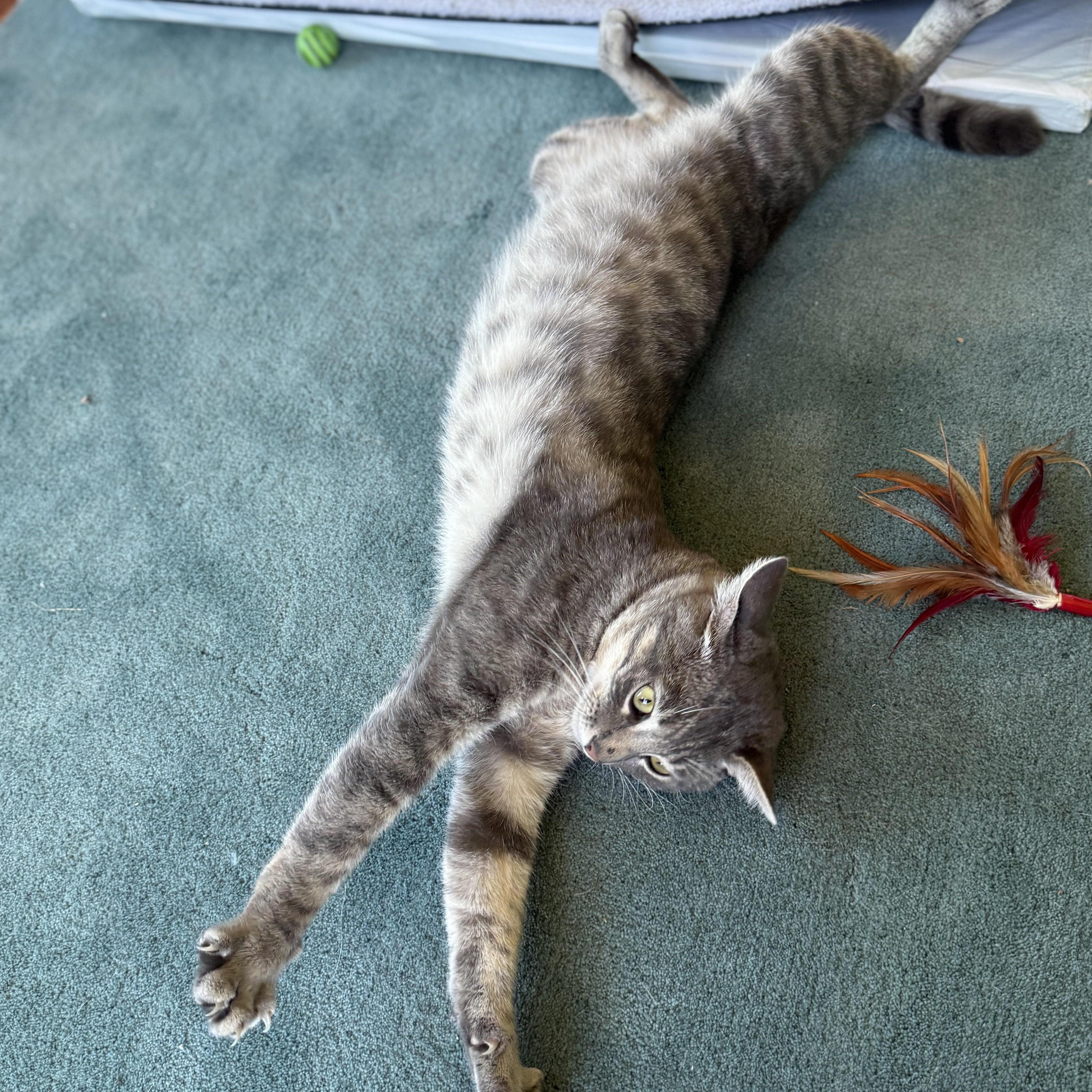 Ozzie, Adoptable, Adult Male Tabby.