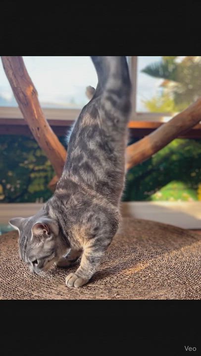 Enlarge Ozzie, a Adoptable Tabby in Costa Mesa, CA video 4/4