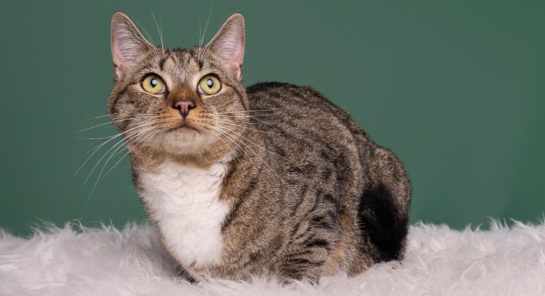 Milo, Adoptable, Young Male Domestic Short Hair.