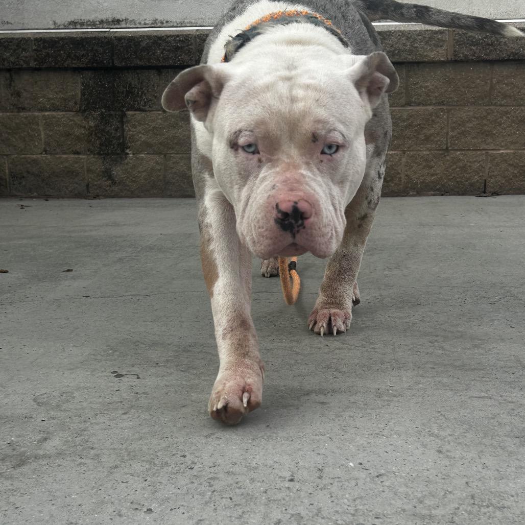 Nacho, Adoptable, Adult Male Mixed Breed.