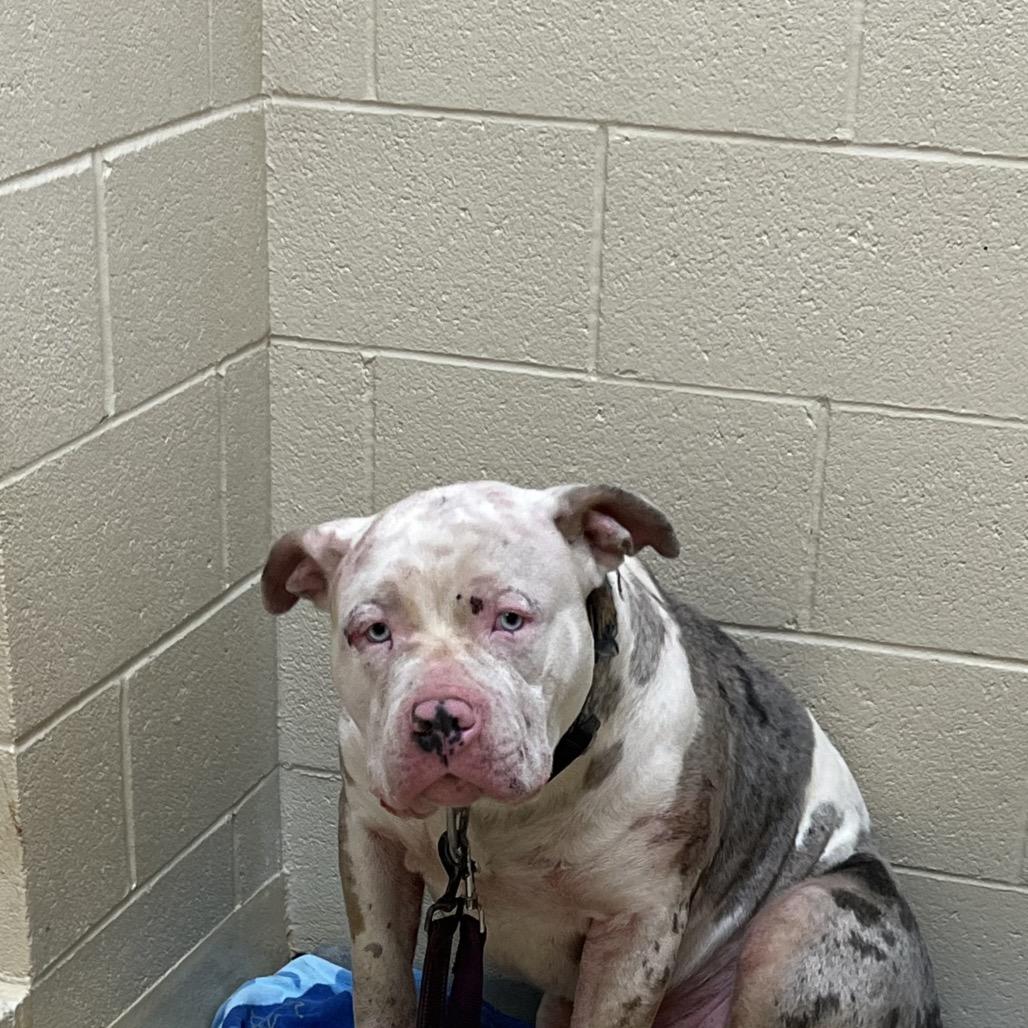 Enlarge Nacho, a Adoptable Mixed Breed in Winston-Salem, NC image 2/3