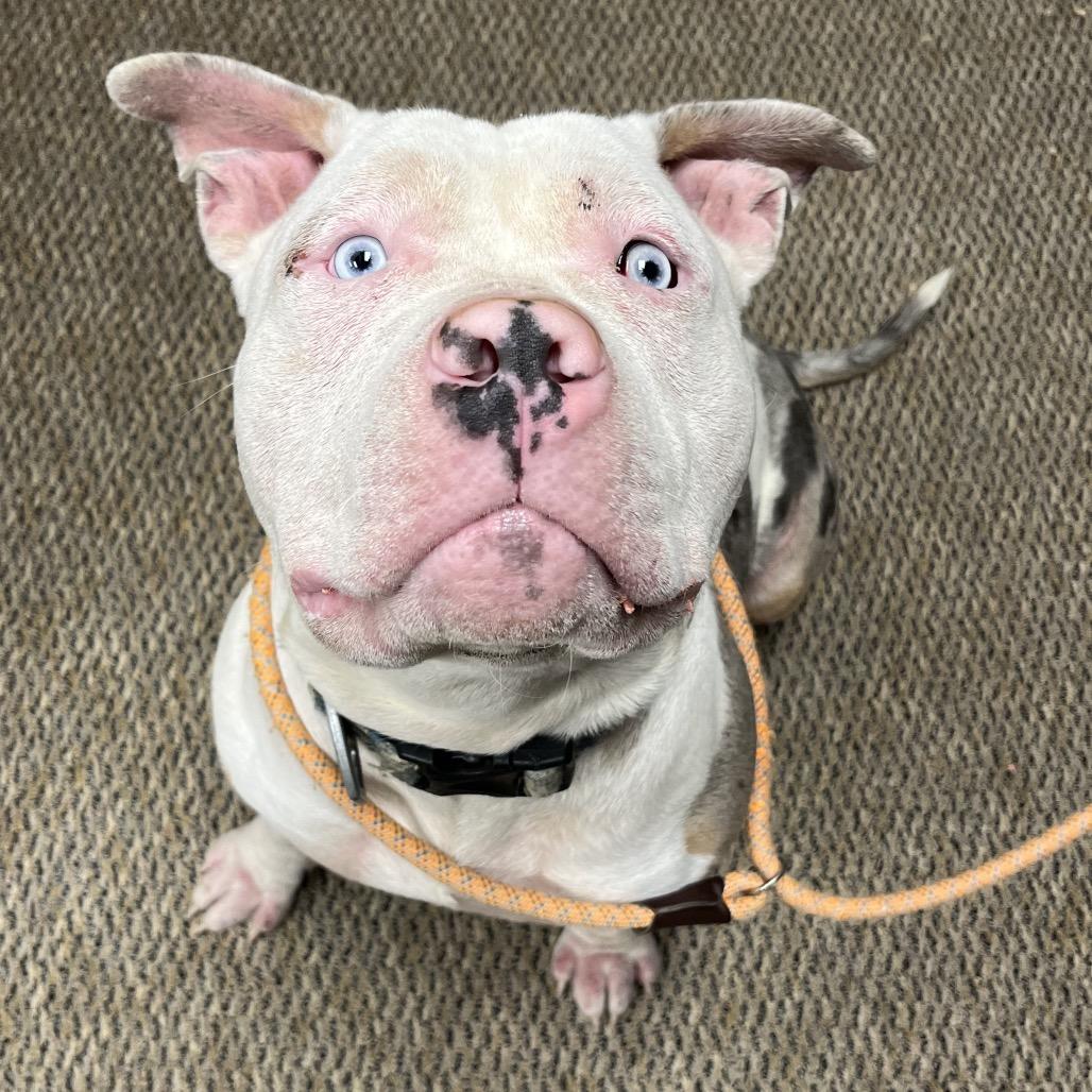 Enlarge Nacho, a Adoptable Mixed Breed in Winston-Salem, NC image 3/3