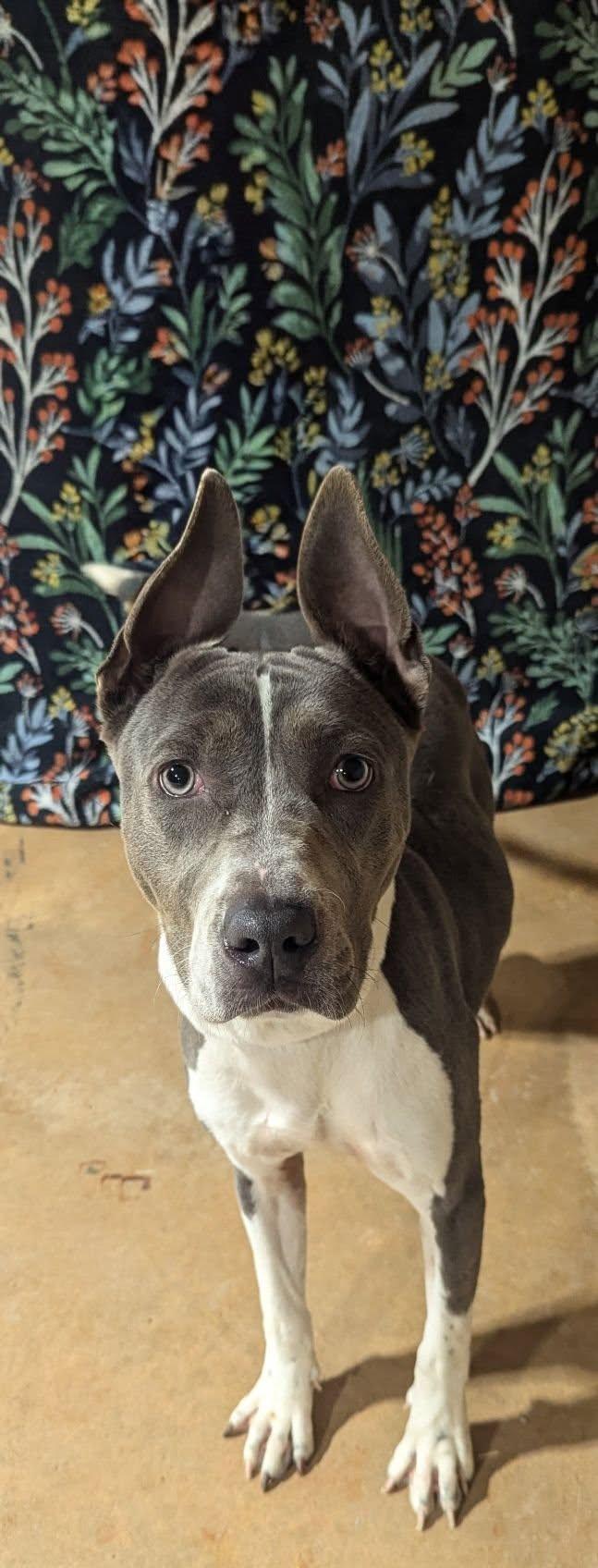 Sprite, ADOPTABLE, Young Female Pit Bull Terrier.