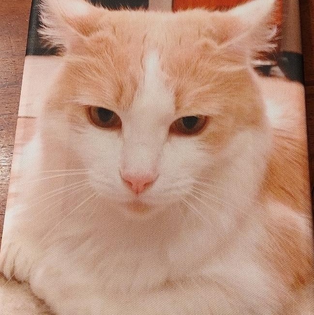 Toby
