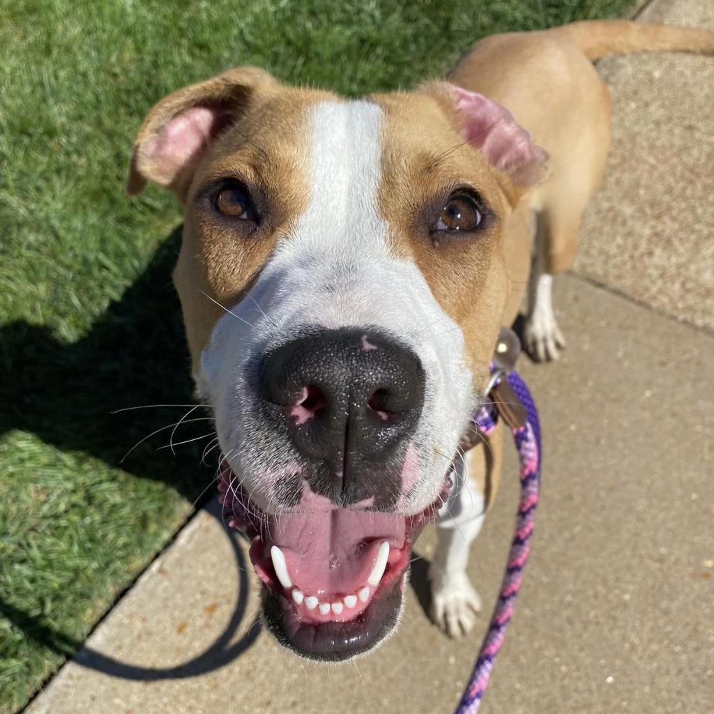 Stallion, a Adoptable Plott Hound in St. Louis, MO image 2/6